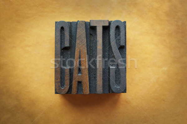 Katten woord geschreven vintage type Stockfoto © enterlinedesign