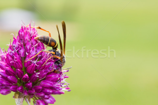 Fiore fiorire vespa primo piano perenne ape Foto d'archivio © enterlinedesign