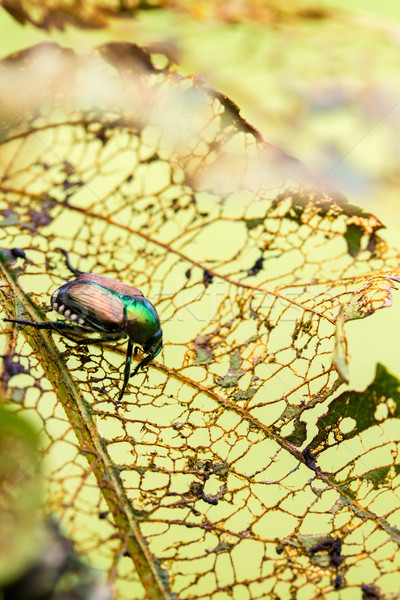Japanese Beetle Popillia japonica on Leaf Stock photo © enterlinedesign