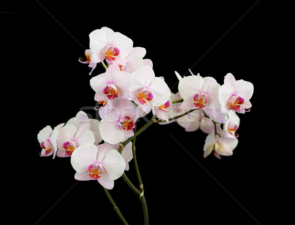 White orchid on black background Stock photo © Epitavi