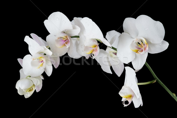 White Orchid on a black background Stock photo © Epitavi