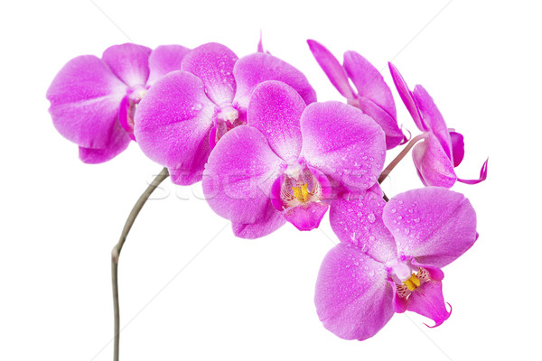 Orchid isolated on white Stock photo © Epitavi