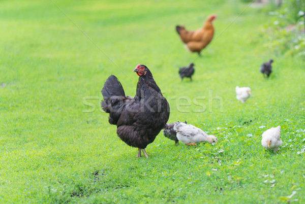 Chickens family on a walk Stock photo © Epitavi