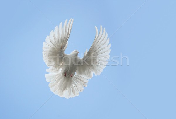 Foto stock: Branco · pomba · voador · blue · sky · Páscoa · céu