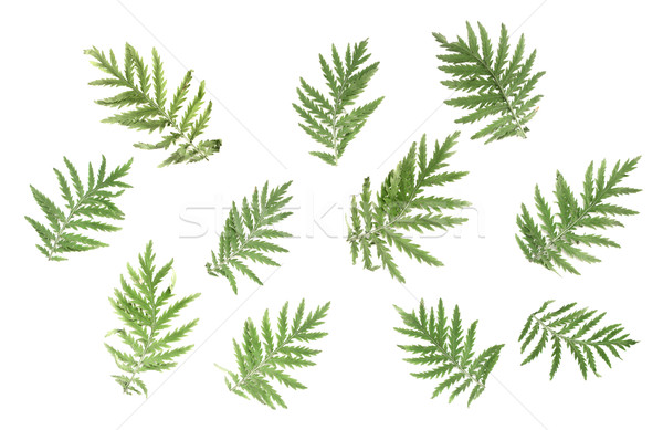Green leaves on a white background Stock photo © Epitavi