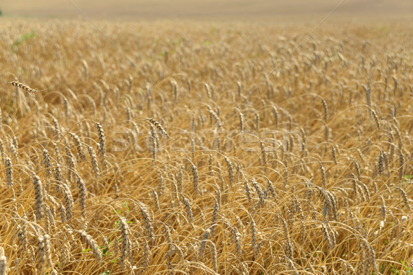 Сток-фото: зрелый · пшеницы · области · большой