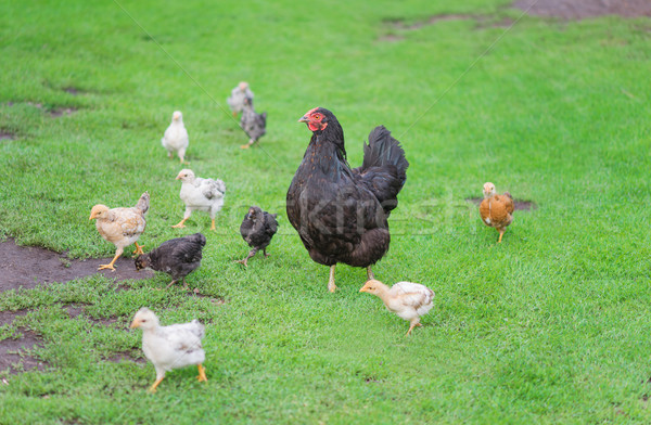 Chickens family on a walk Stock photo © Epitavi