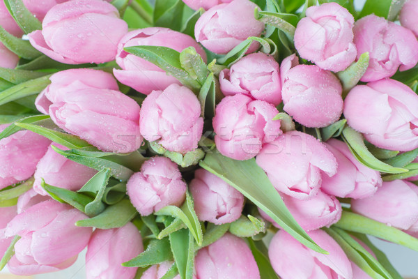 Stock photo: Pink tulips flowers