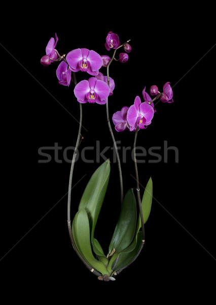 Violet orhidee floare izolat negru natură Imagine de stoc © Epitavi