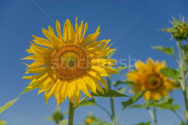 Tournesol Ciel Bleu Lumineuses Fleur Jaune