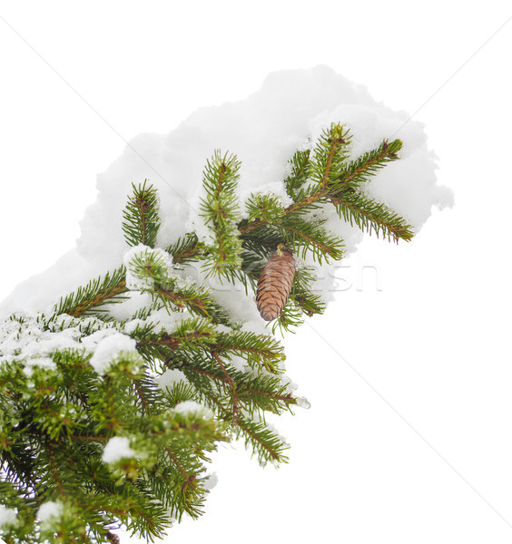 Sprig of fir with Stock photo © Epitavi