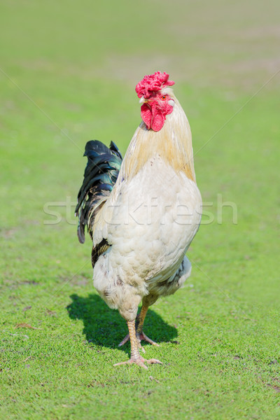 Beautiful cock on green grass Stock photo © Epitavi