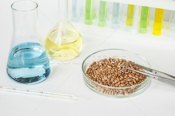 Wheat in a Petri dish and laboratory glassware Stock photo © Epitavi
