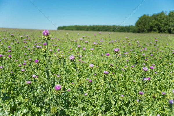 Large plantation of Milk thistle Stock photo © Epitavi