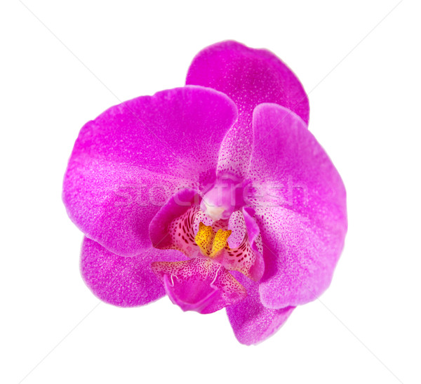Single orchid flower Stock photo © Epitavi