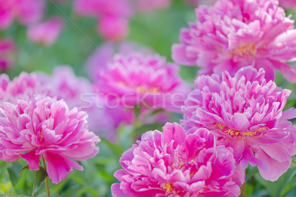 ストックフォト: ピンク · 屋外 · いくつかの · 美しい · 花壇 · 花
