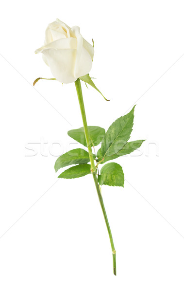 White rose on a white background Stock photo © Epitavi