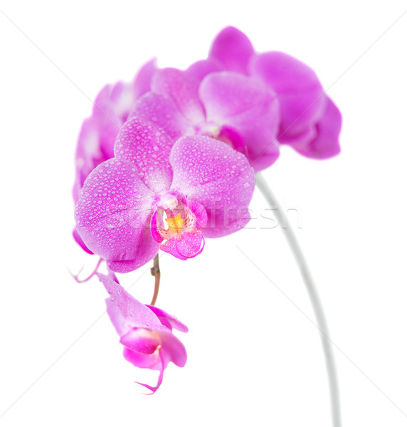 Orchid isolated on white Stock photo © Epitavi