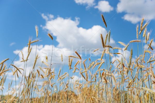 Campo centeio blue sky maduro orelhas nuvens Foto stock © Epitavi