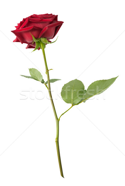Red rose on a white background Stock photo © Epitavi