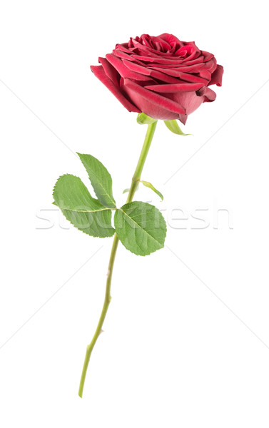Red rose on a white background Stock photo © Epitavi