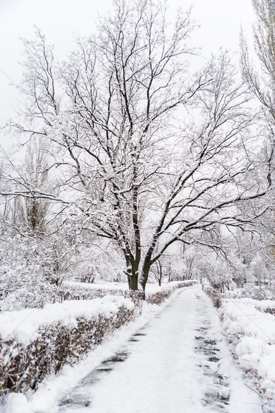 Snow-covered oak tree in winter park Stock photo © Epitavi