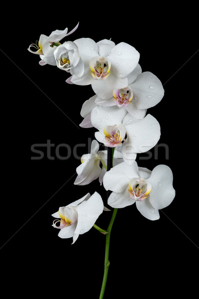 White Orchid on a black background Stock photo © Epitavi