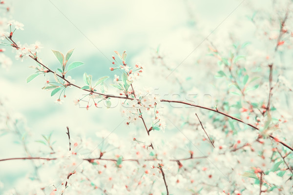 White cherry flowers Stock photo © Epitavi