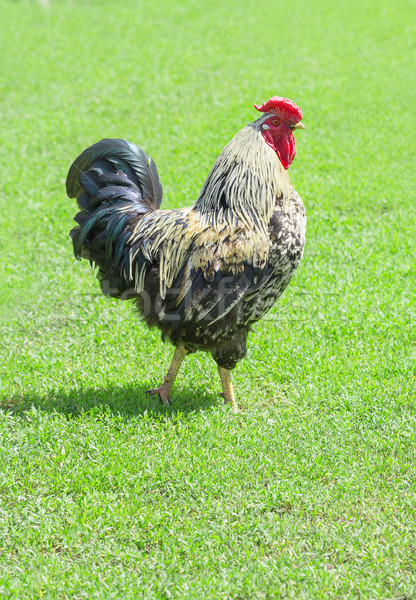 Stock photo: Beautiful cock on green grass