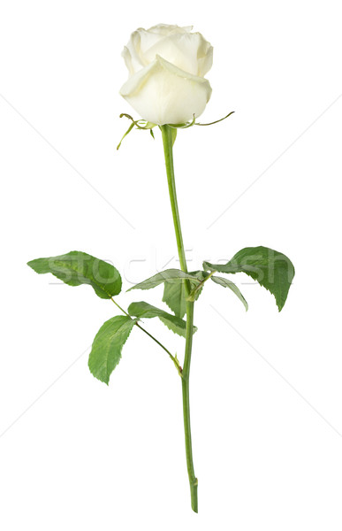 White rose on a white background Stock photo © Epitavi