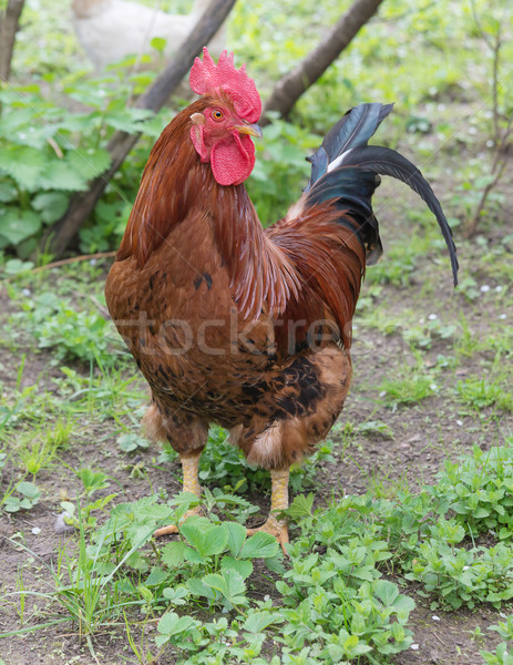 Red cock outdoors Stock photo © Epitavi