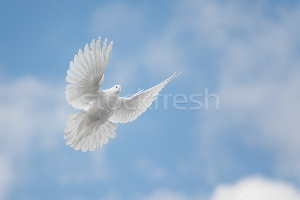 Imagine de stoc: Alb · porumbel · care · zboară · Blue · Sky · nori · Paşti