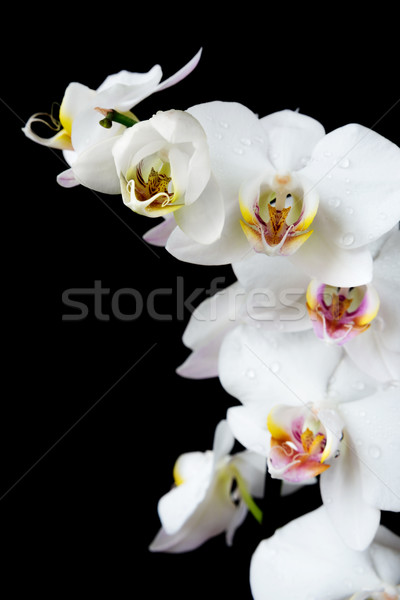 White Orchid on a black background Stock photo © Epitavi