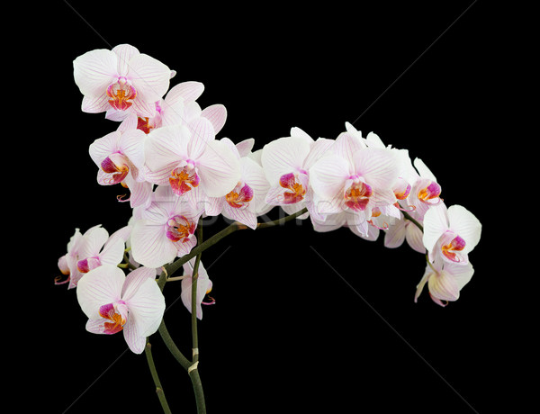 White orchid on black background Stock photo © Epitavi