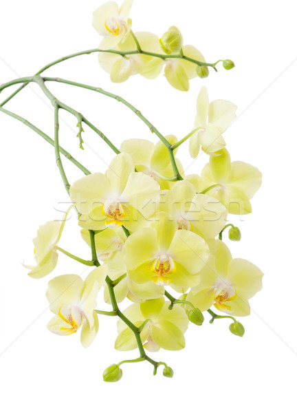 Yellow  Blossoming Orchid Stock photo © Epitavi