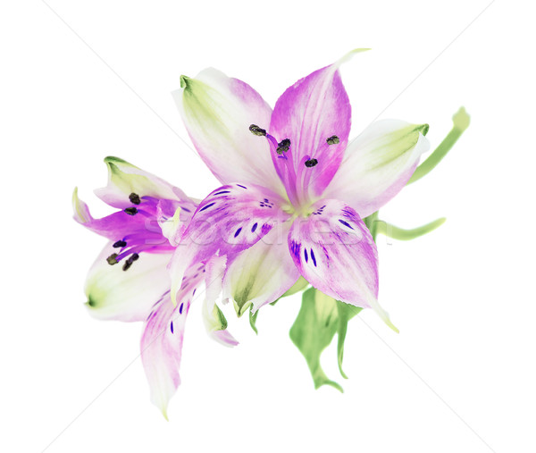 Stock foto: Magenta · Blumen · zwei · isoliert · weiß · Schönheit