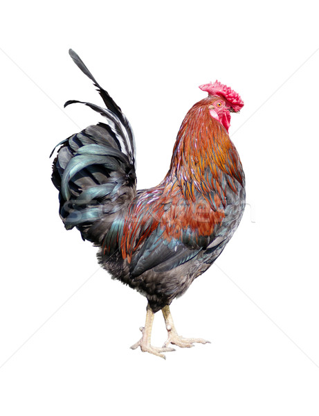 Rooster on a white background Stock photo © Epitavi