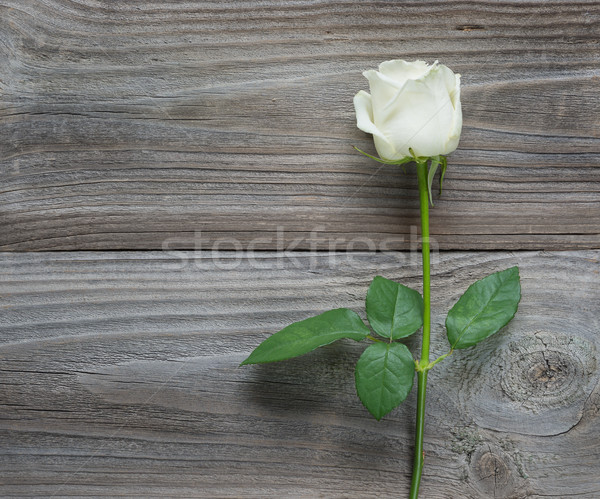 White rose on a wooden background Stock photo © Epitavi