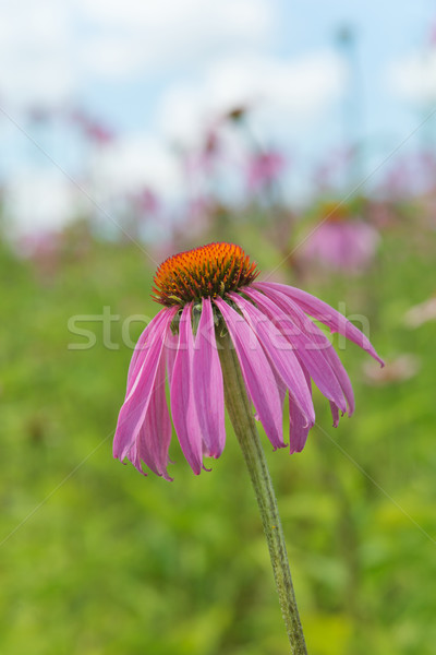 Echinacea purpurea against a blue sky Stock photo © Epitavi