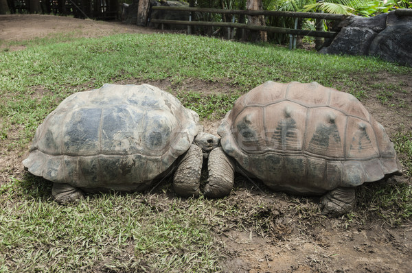 Foto stock: Dos · tortugas · zoológico · empresa · fondo