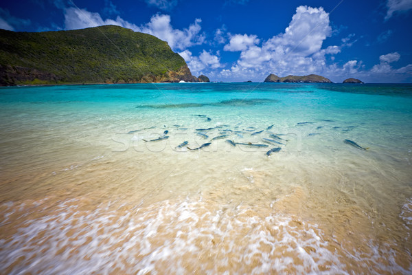Rei peixe praia ilha Austrália escolas Foto stock © epstock