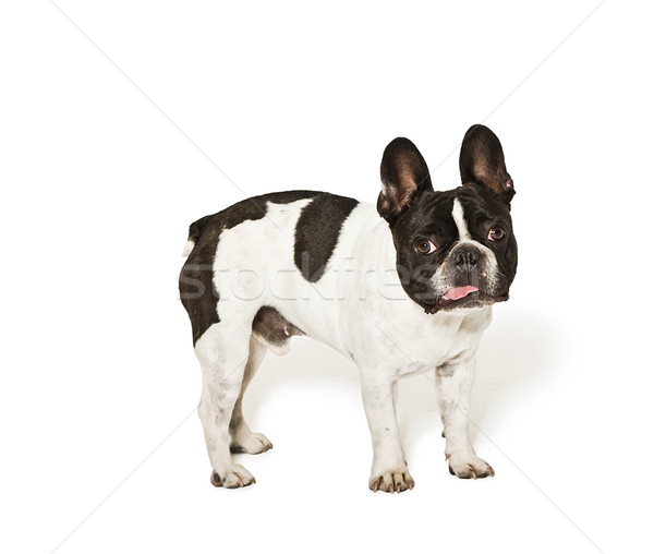 French bulldog in a studio Stock photo © epstock