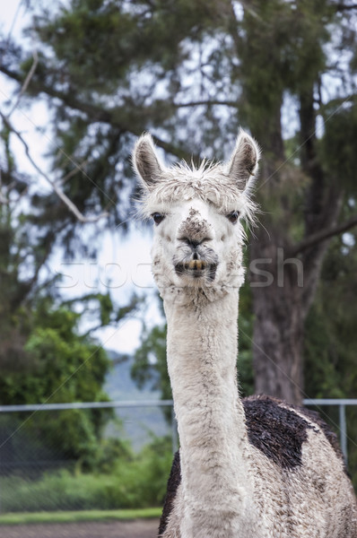 Ritratto alpaca due denti faccia occhi Foto d'archivio © epstock