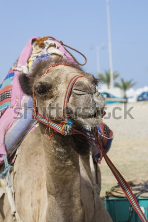 Smiling transport camel Stock photo © epstock