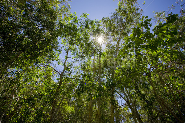 Green vibrant forest with sun shining through the leaves Stock photo © epstock