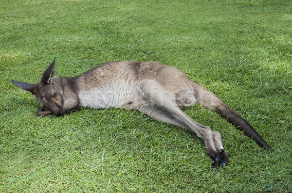 商業照片: 袋鼠 · 睡眠 ·草· 可愛 · 公園 · 性質