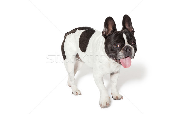 Cute french bulldog in a studio Stock photo © epstock