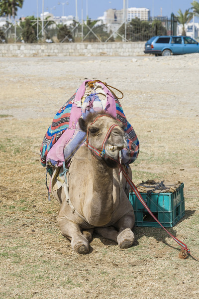 Camel resting on the ground Stock photo © epstock