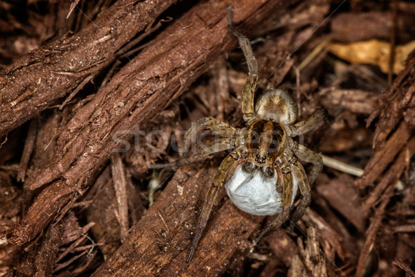 Female wolf spider Stock photo © erbephoto