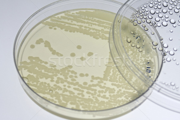 Bacterial T-streak on agar plate Stock photo © erbephoto